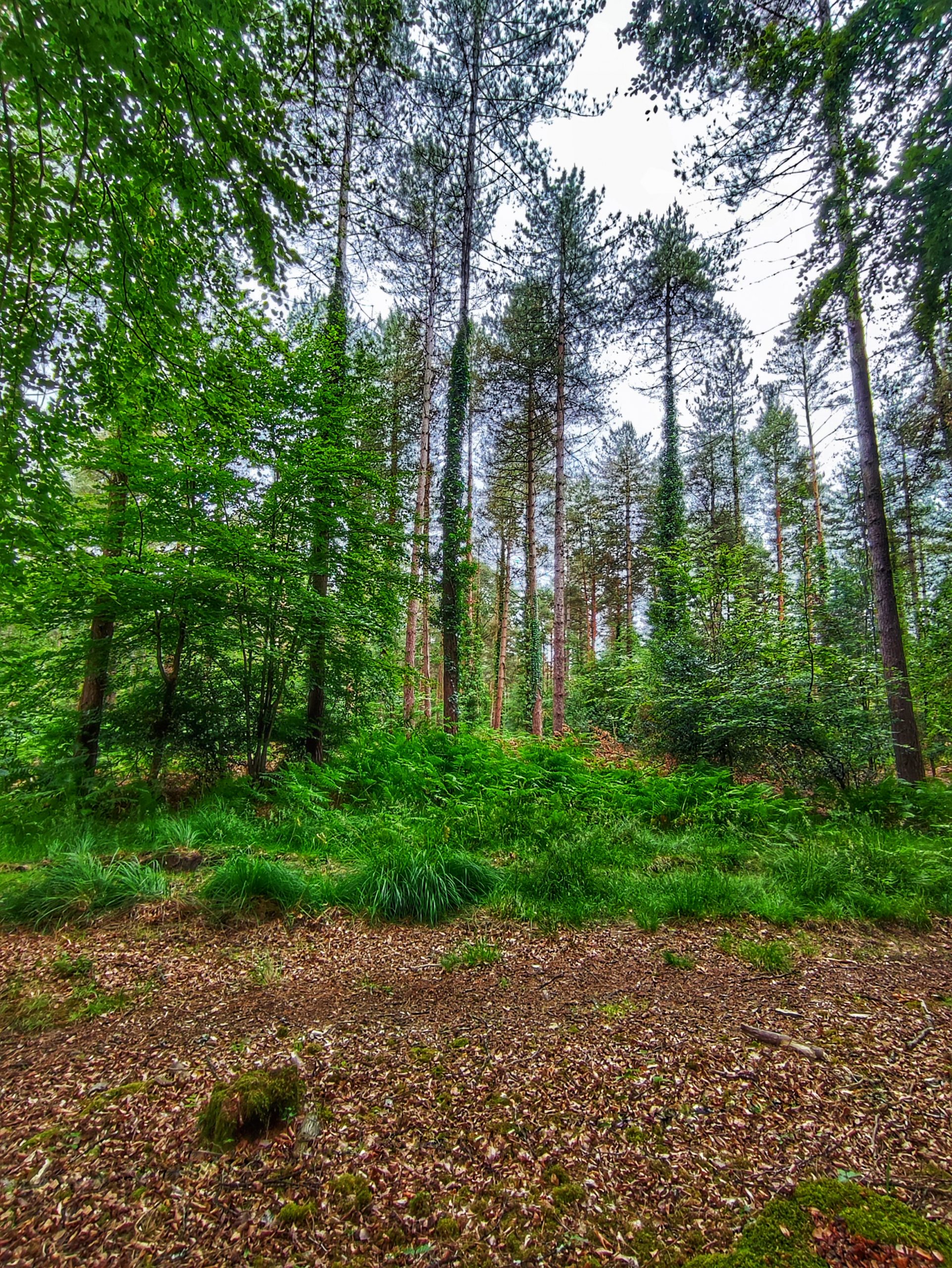 new forest national park