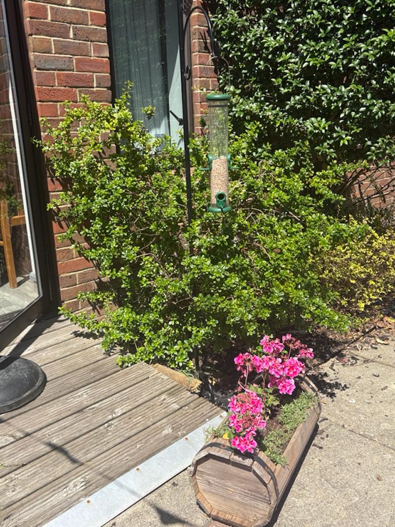 flowers available outside our dining room