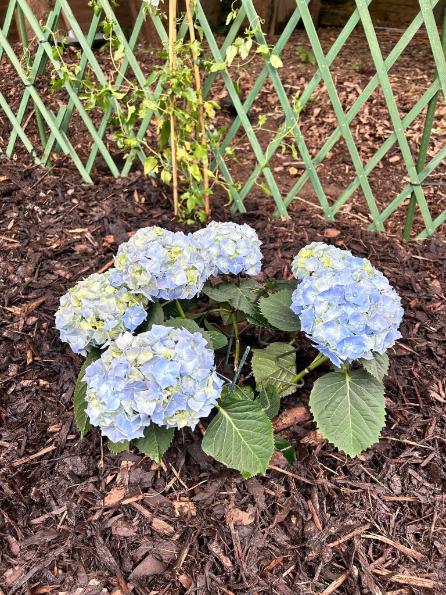 flowers-in-the-garden