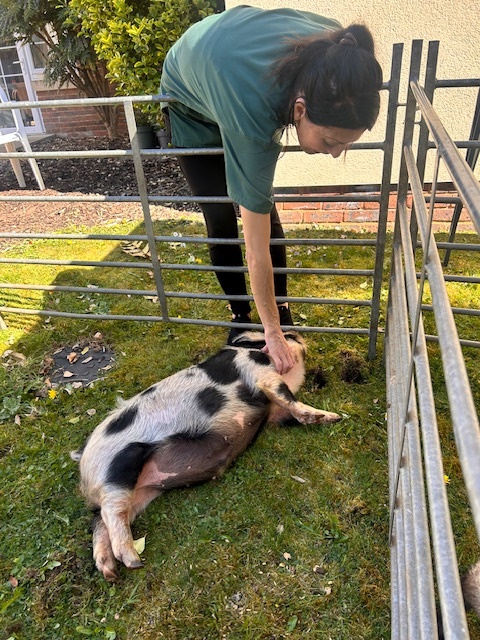 pig getting belly rubs from one of our team