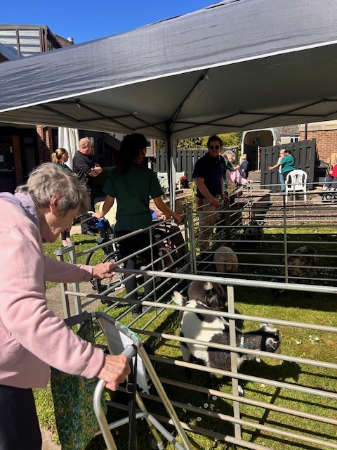 residents looking at farm animals