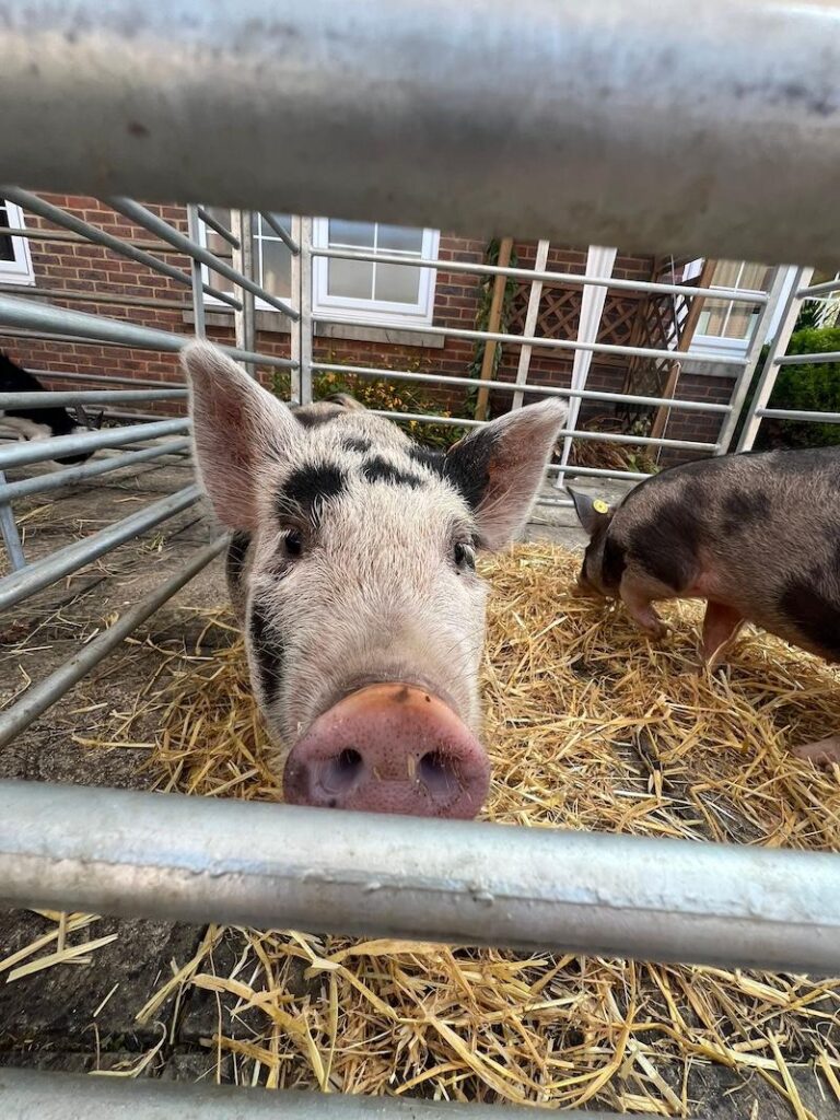 pig at our garden party
