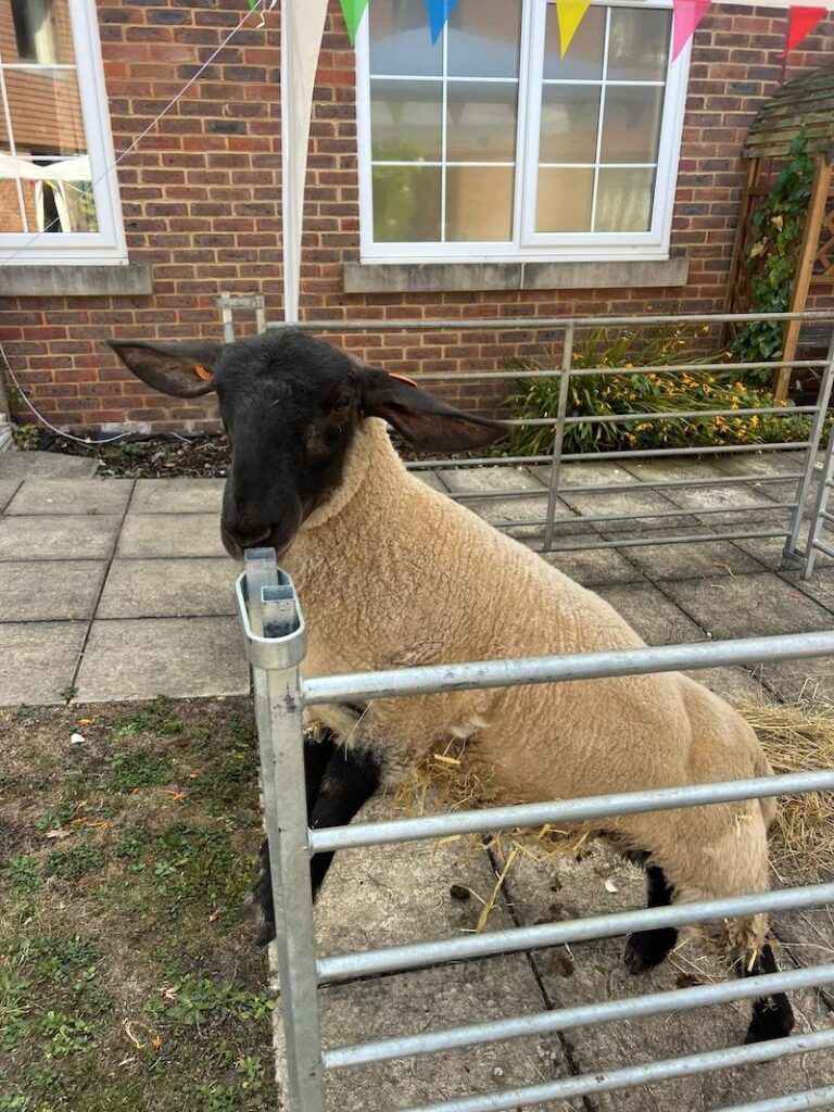 sheep