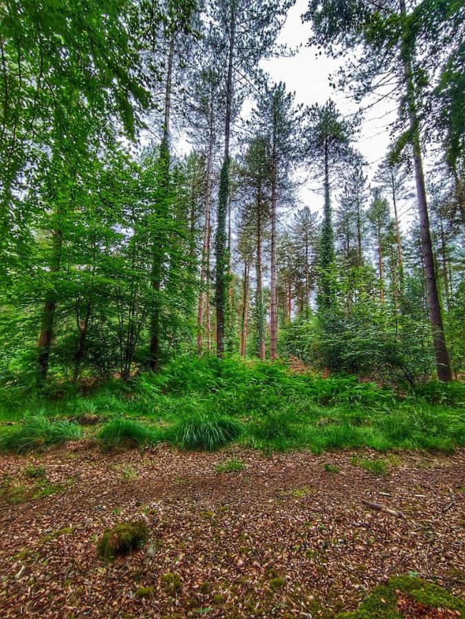 woodland area in the new forest