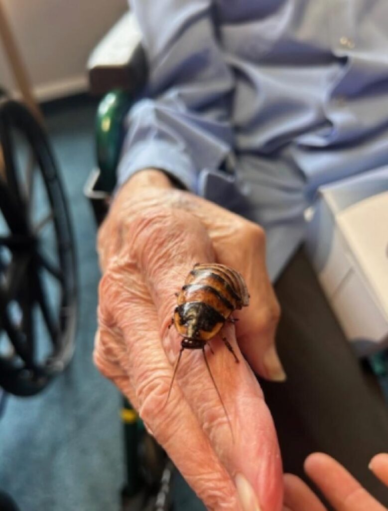 beetle on residents' hand